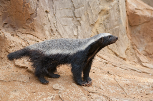 Facts About Honey Badger - Learn Important Terms and Concepts